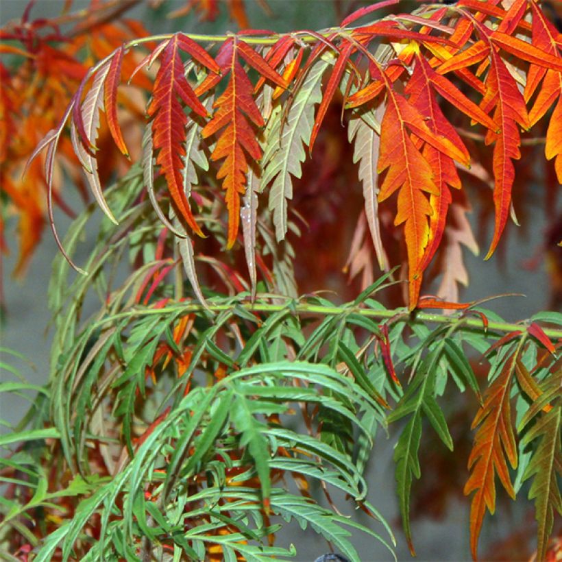 Rhus glabra Laciniata (Follaje)