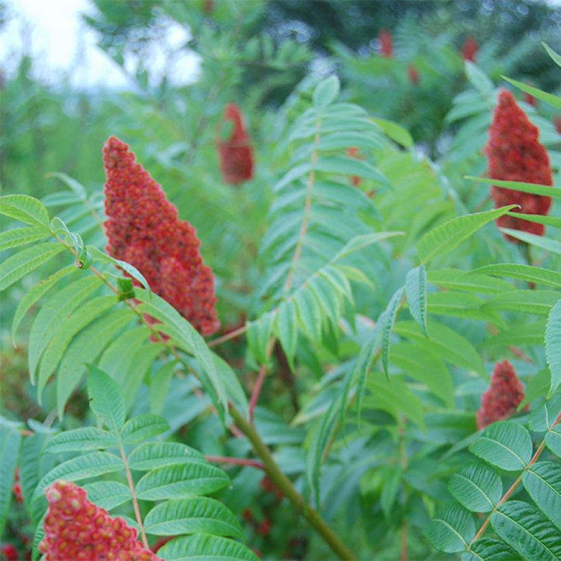 Rhus glabra Laciniata (Floración)