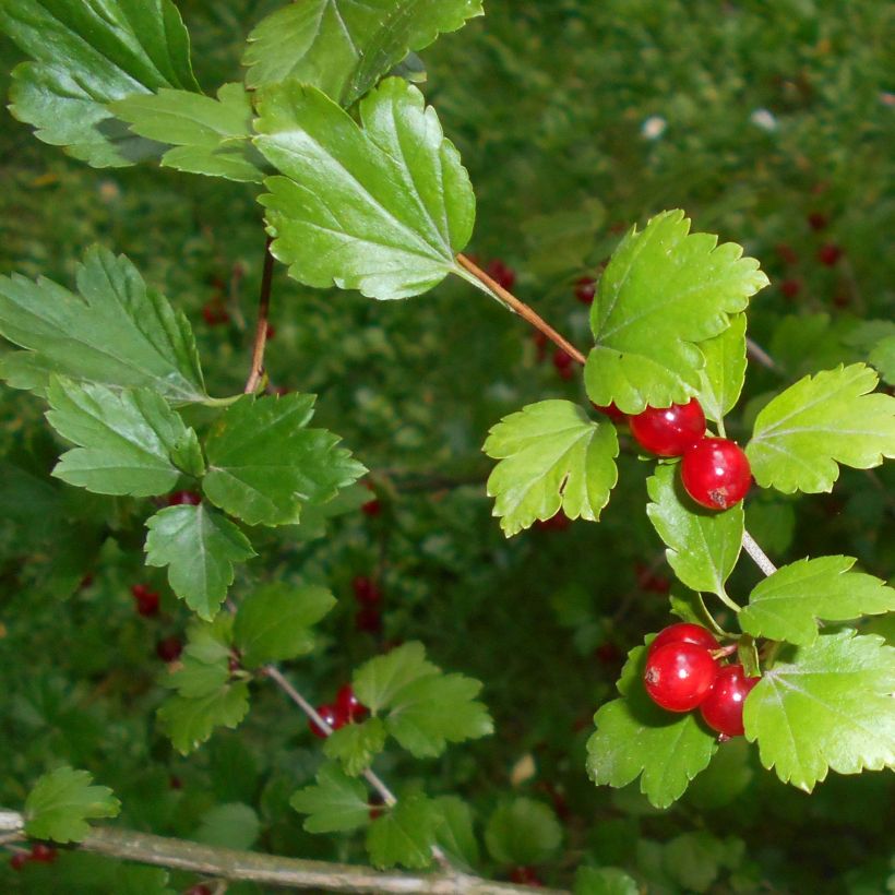 Grosella alpina - Ribes alpinum (Follaje)