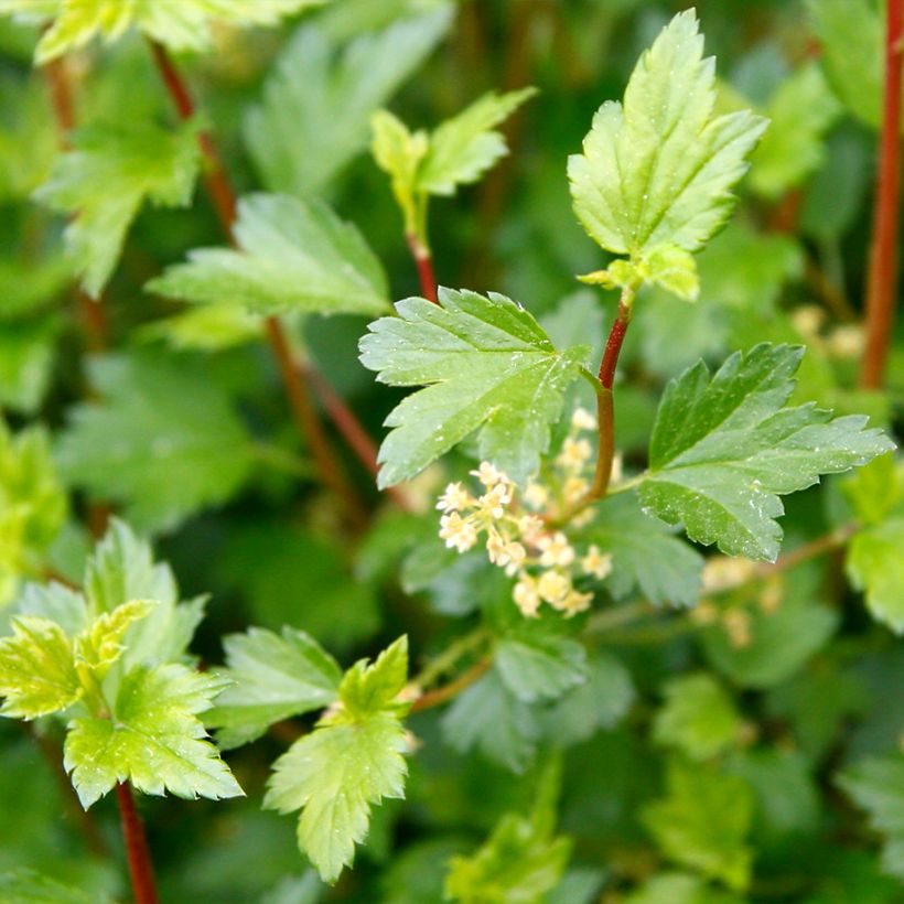 Ribes alpinum Schmidt (Follaje)