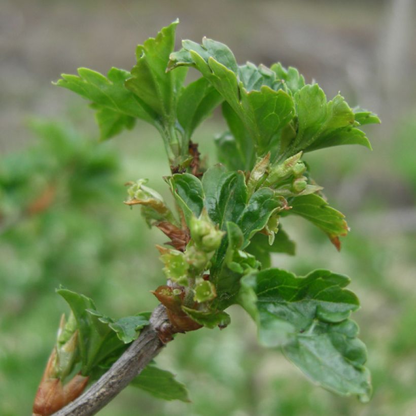 Grosella negra Andega (Follaje)