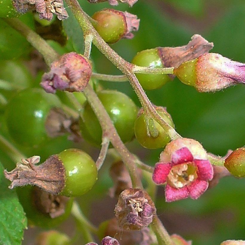 Grosella negra Andega (Floración)