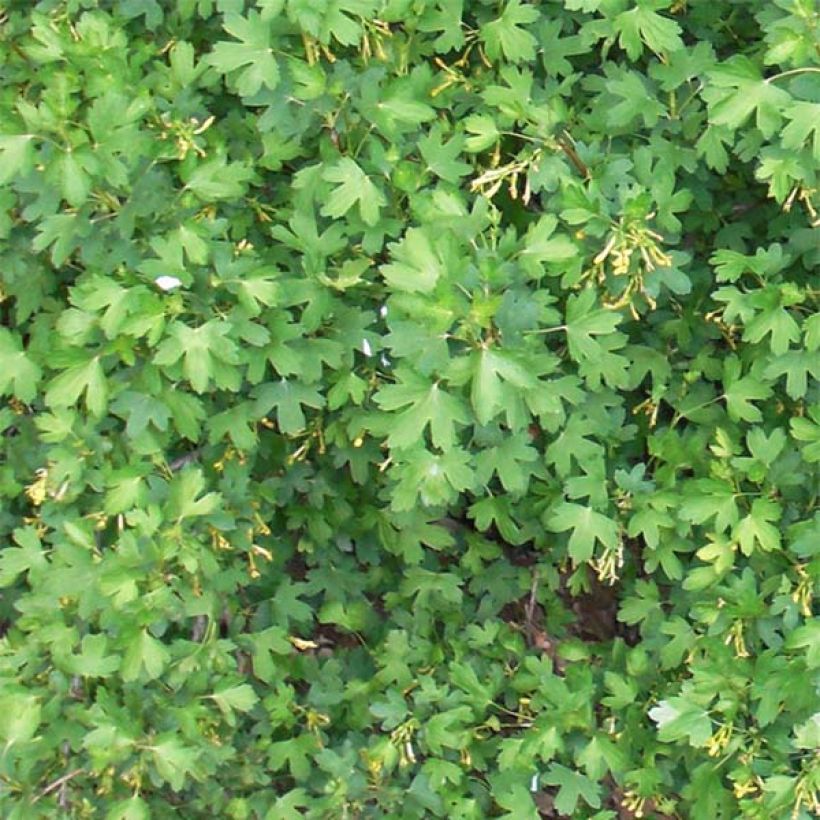 Ribes odoratum - Grosella dorada (Follaje)