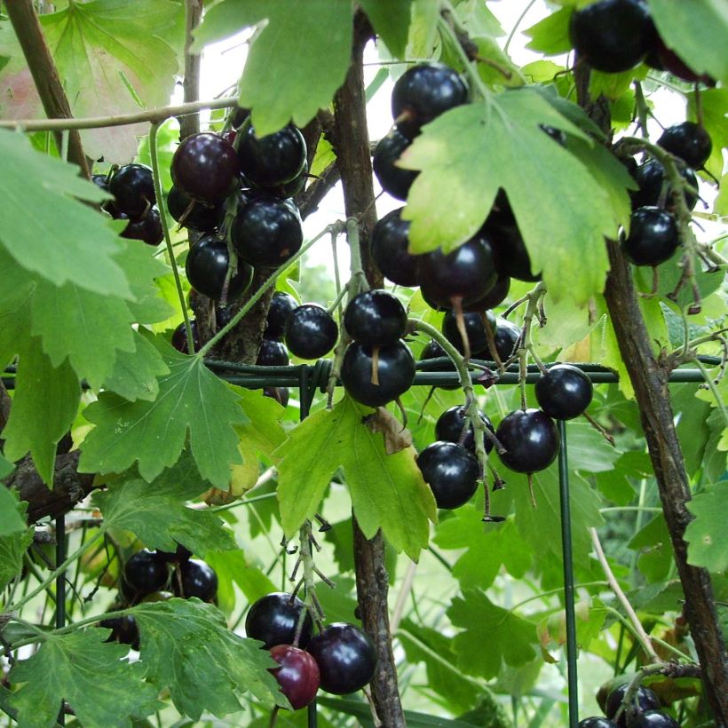 Ribes odoratum - Grosella dorada (Cosecha)