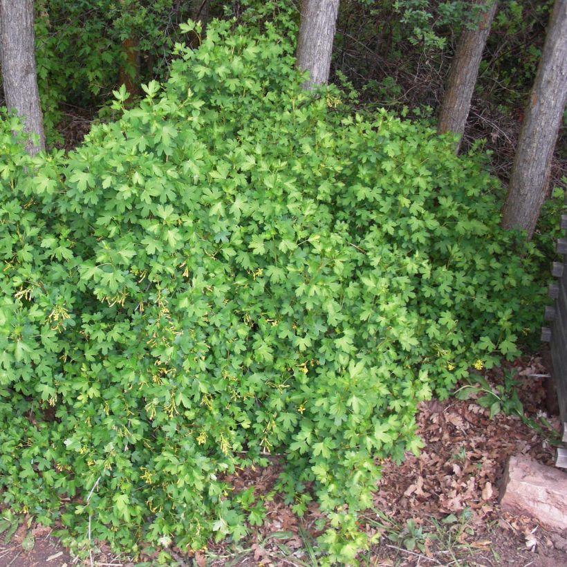 Ribes odoratum - Grosella dorada (Porte)