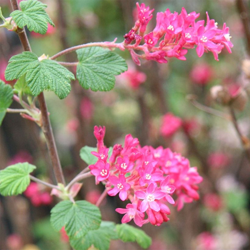 Ribes sanguineum King Edward VII - Grosellero de invierno (Floración)