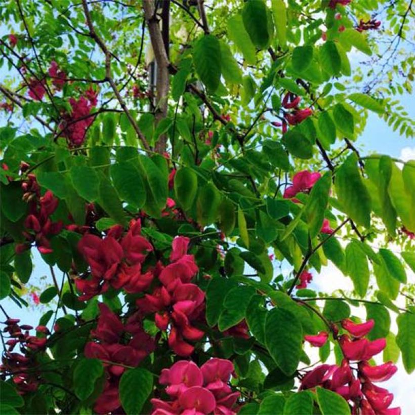 Robinia pseudoacacia Casque Rouge - Falsa acacia (Follaje)