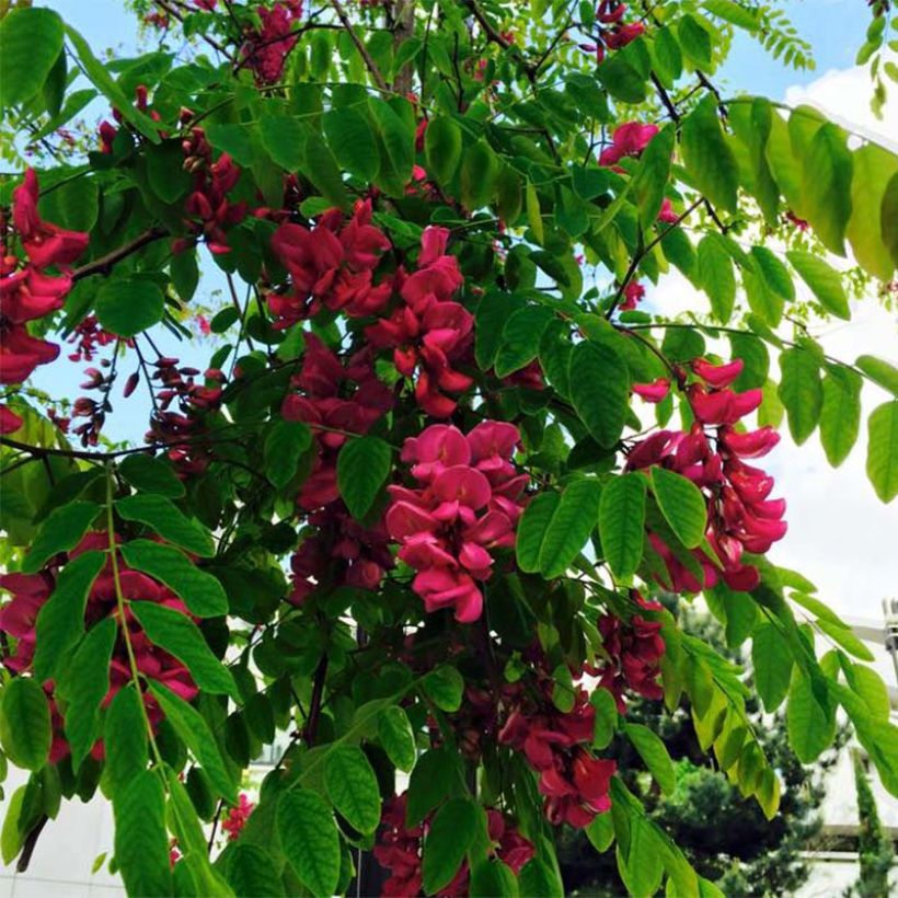 Robinia pseudoacacia Casque Rouge - Falsa acacia (Floración)