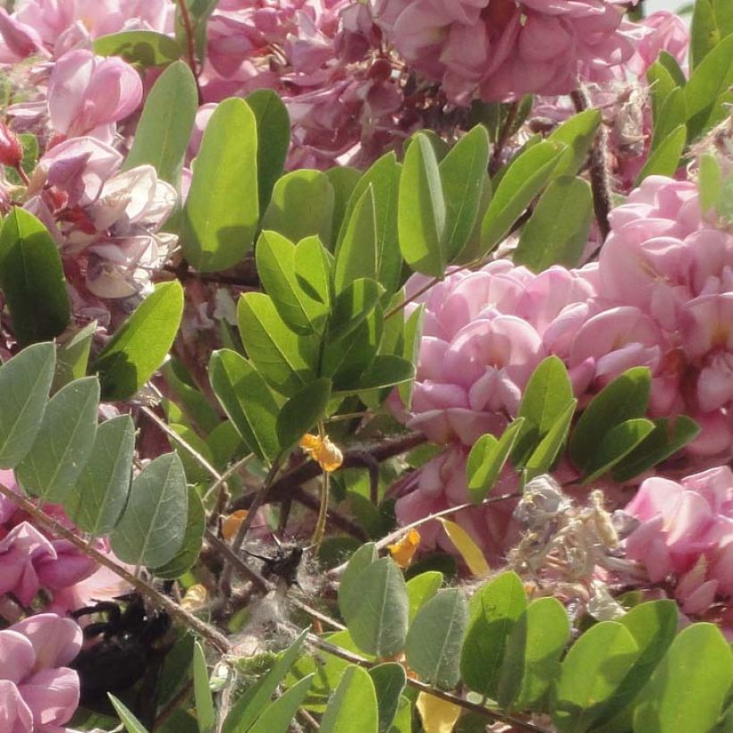 Robinia hispida Rosea - Acacia rosa (Follaje)