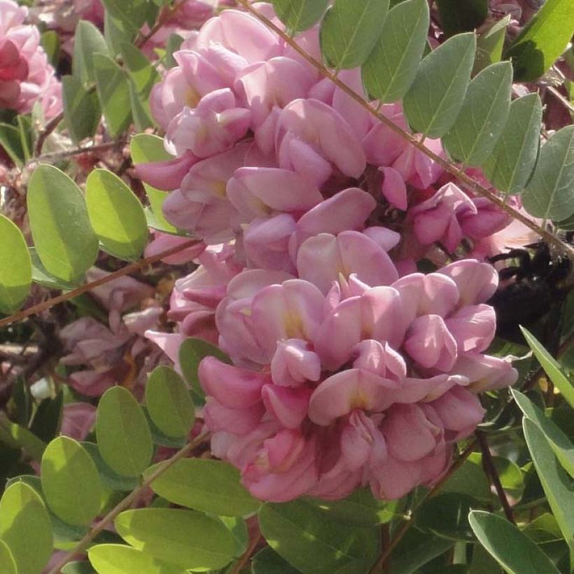 Robinia hispida Rosea - Acacia rosa (Floración)