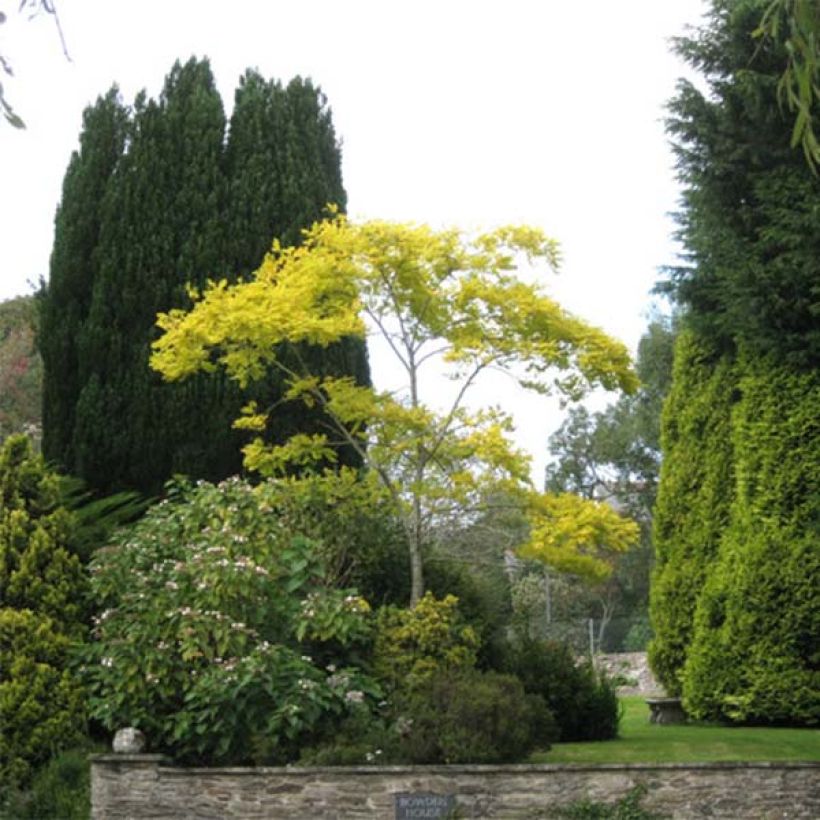 Robinia pseudoacacia Frisia - Falsa acacia (Porte)