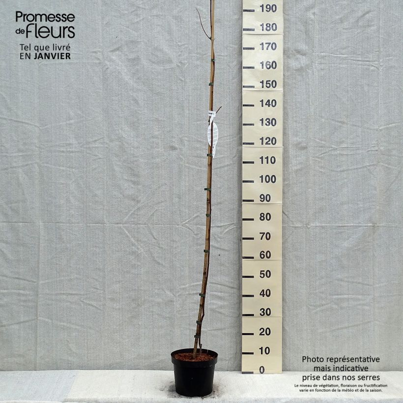 Robinia pseudoacacia Frisia - Robinier doré en pot de 4/5L  Ejemplar entregado en invierno