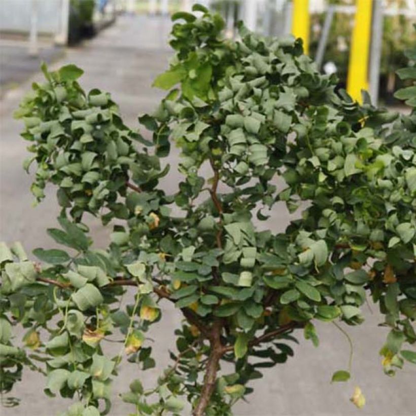 Robinia pseudoacacia Twisty Baby Lace Lady - Falsa acacia (Follaje)