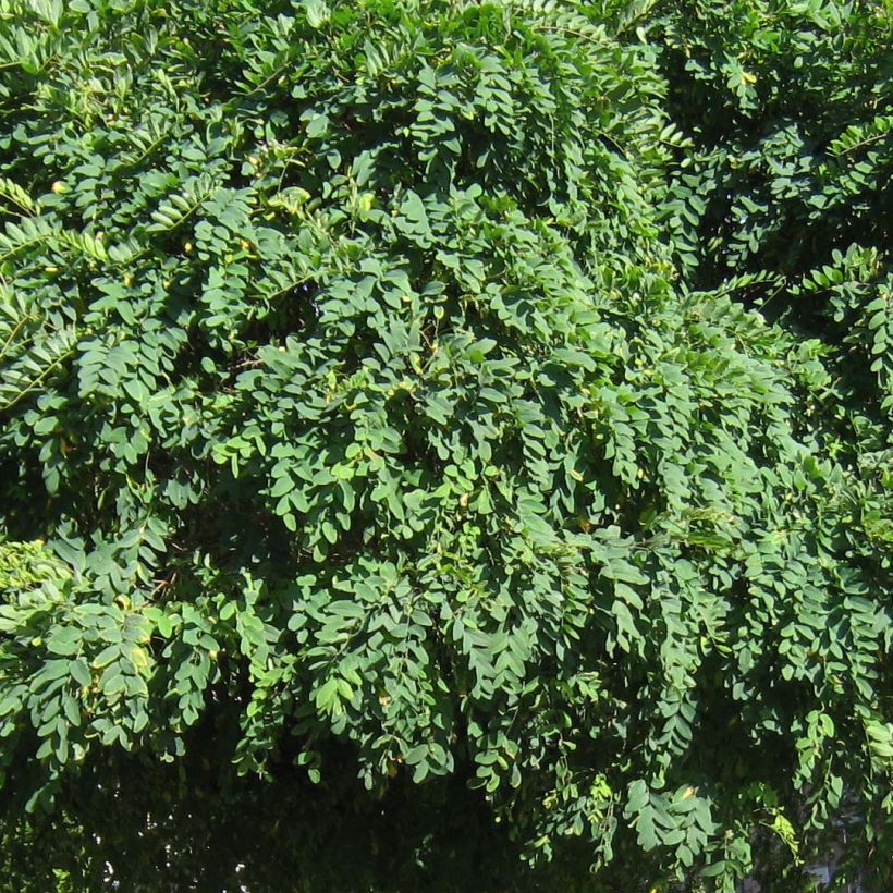 Robinia pseudoacacia Umbraculifera - Falsa acacia (Follaje)