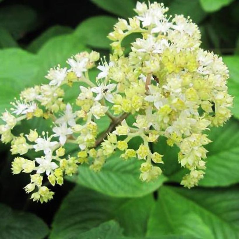 Rodgersia La Blanche (Floración)