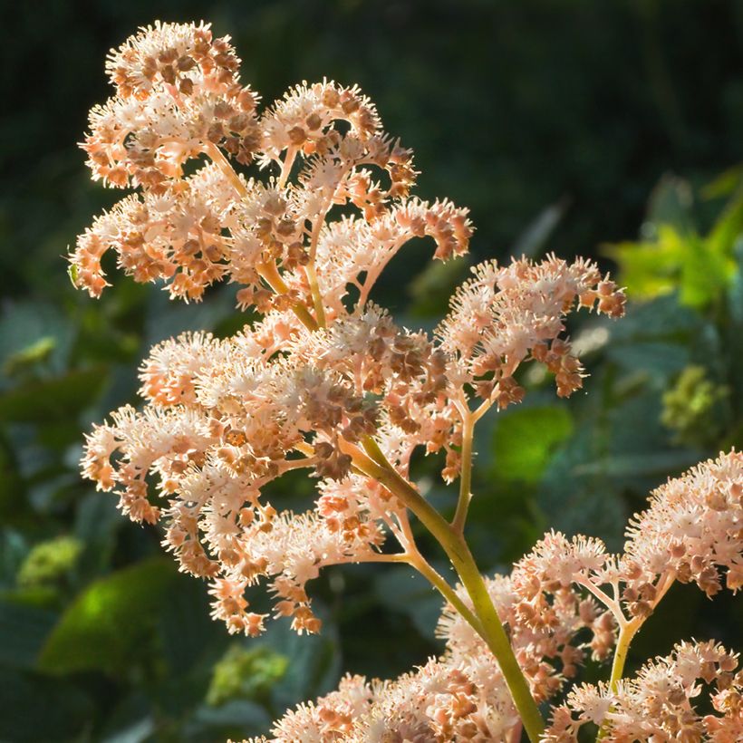 Rodgersia aesculifolia (Floración)