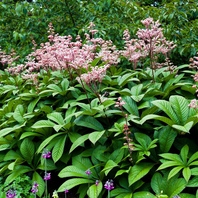 Rodgersia aesculifolia (Porte)