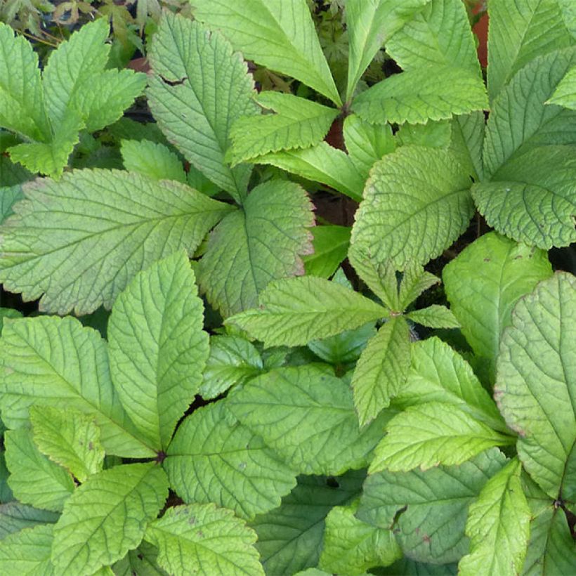 Rodgersia aesculifolia var. henrici (Follaje)