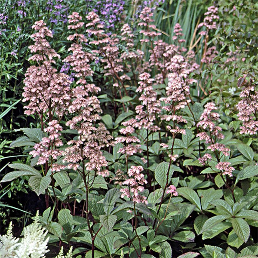 Rodgersia aesculifolia var. henrici (Porte)