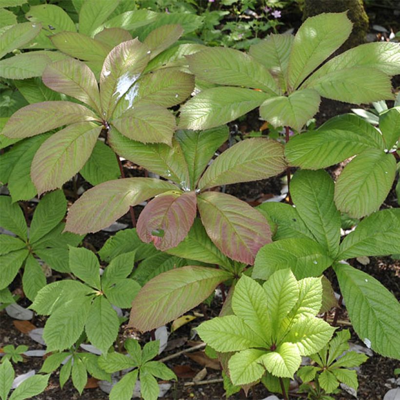 Rodgersia pinnata (Follaje)