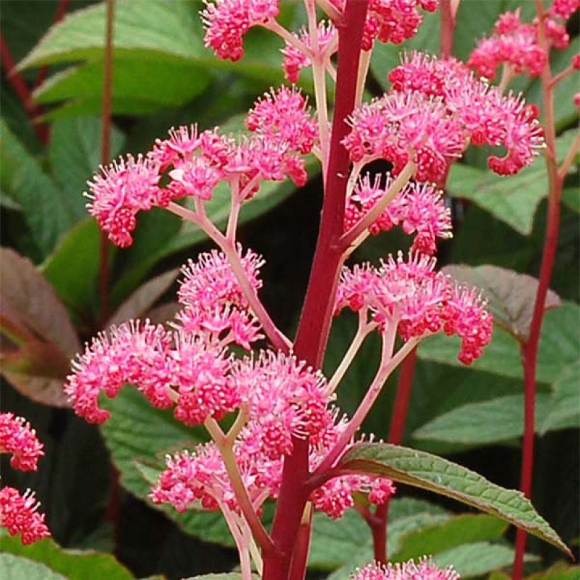 Rodgersia pinnata Bronze Peacock (Floración)