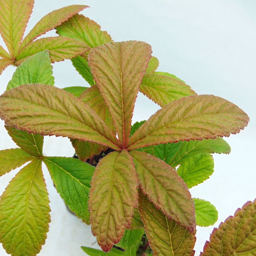 Rodgersia pinnata Chocolate Wings (Follaje)