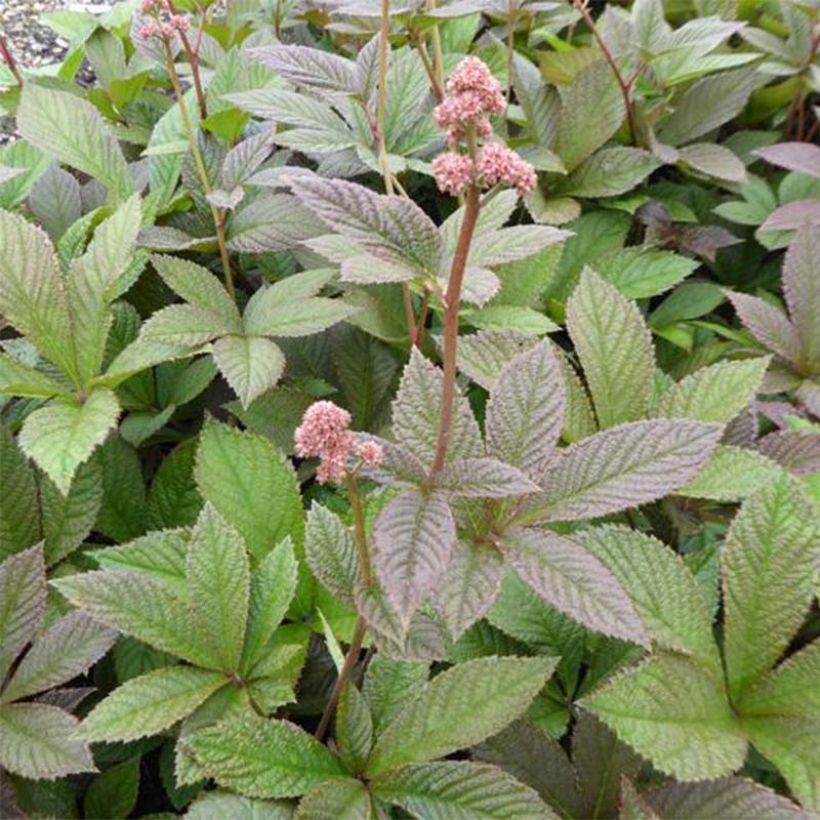 Rodgersia pinnata Dark Pokers (Follaje)