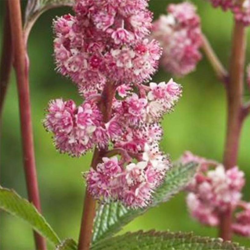 Rodgersia pinnata Dark Pokers (Floración)