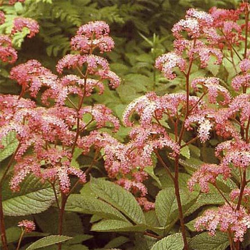 Rodgersia pinnata Elegans (Floración)