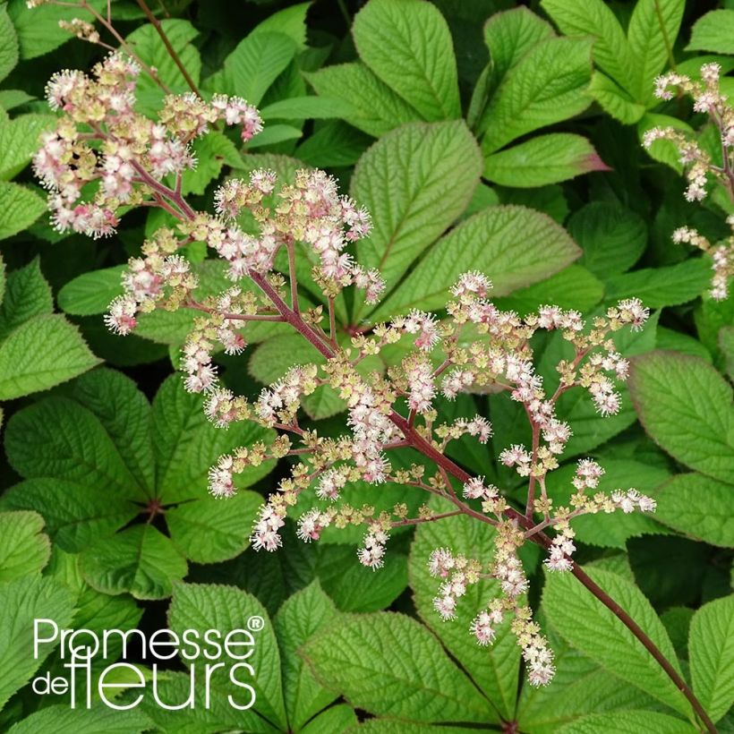 Rodgersia pinnata Hercules (Follaje)