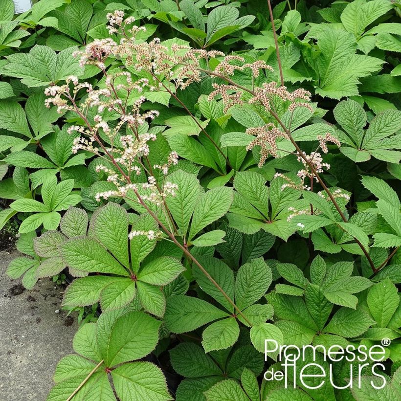 Rodgersia pinnata Hercules (Porte)