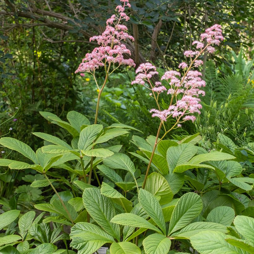 Rodgersia pinnata (Porte)