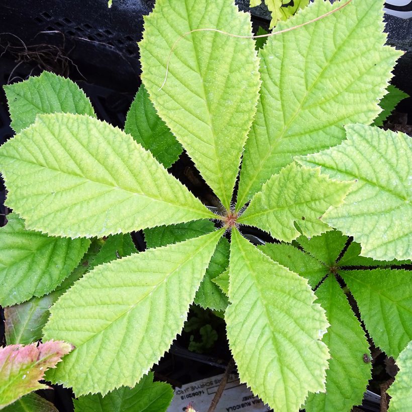 Rodgersia podophylla (Follaje)