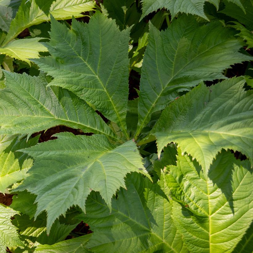 Rodgersia sambucifolia (Follaje)