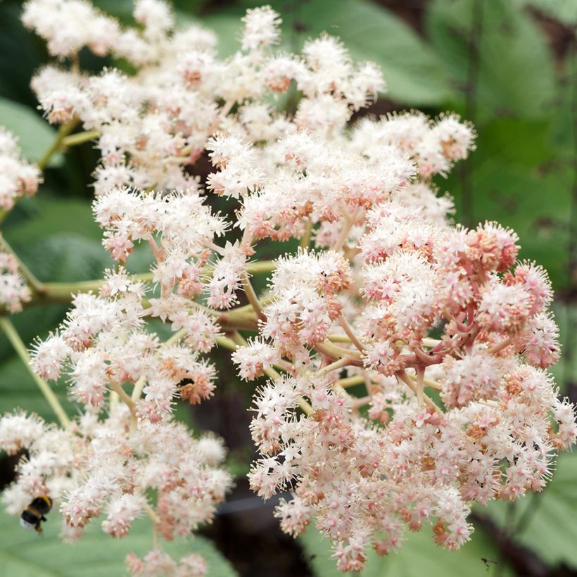 Rodgersia sambucifolia (Floración)