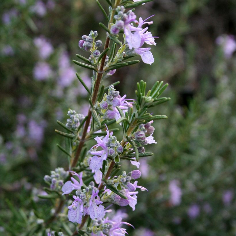 Romero Majorca Pink (Floración)