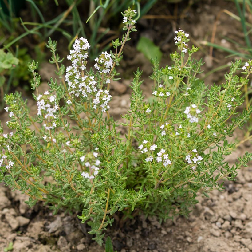 Romero Albiflorus (Porte)