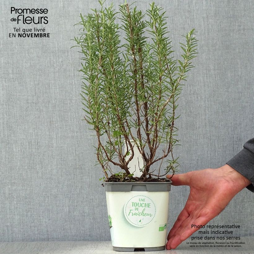 Ejemplar de Romarin officinal Bio - Rosmarinus officinalis en plants Bio Pot de 1L./1.5L. entregado en otoño