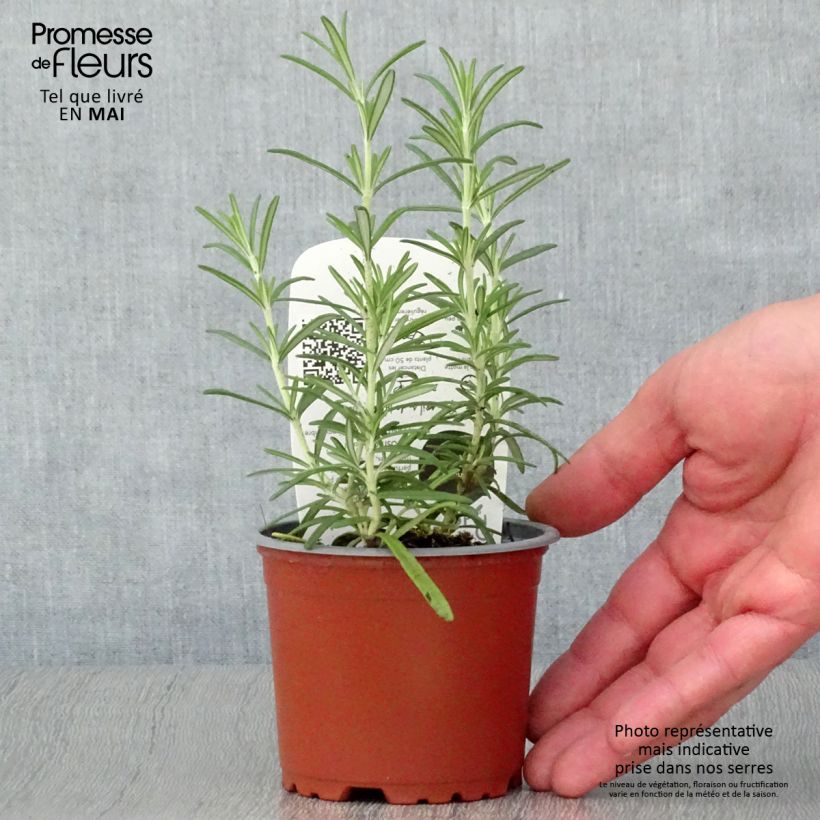 Romarin officinal Bio - Rosmarinus officinalis en plants Bio pot de 10/11cm Ejemplar entregado en la primavera