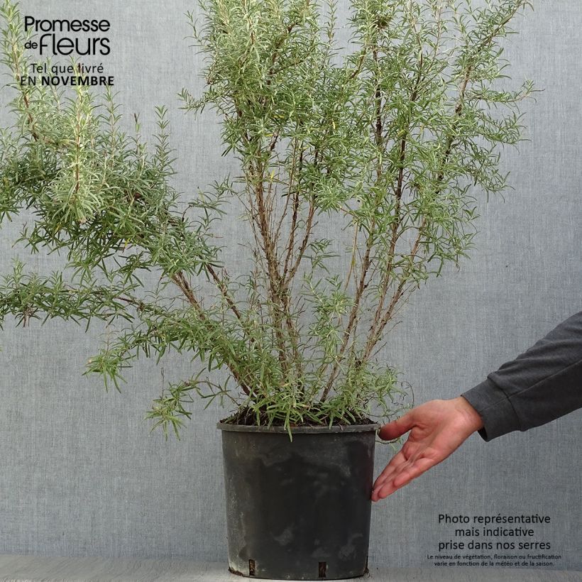 Ejemplar de Romarin officinal - Rosmarinus officinalis en pot de 7,5L/10L entregado en otoño