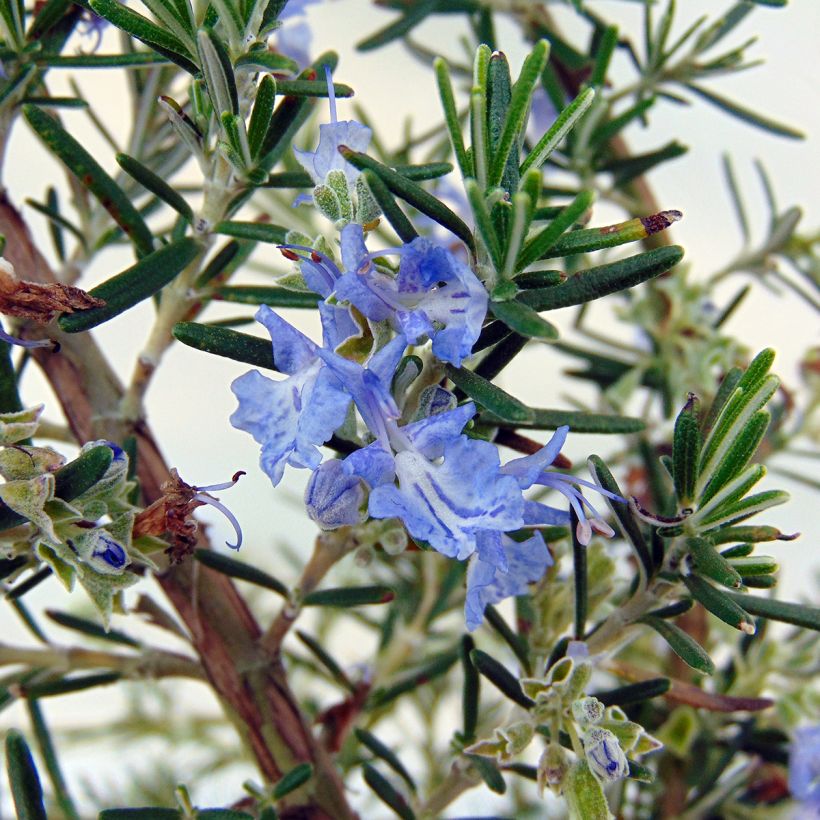 Romero Prostratus (Floración)