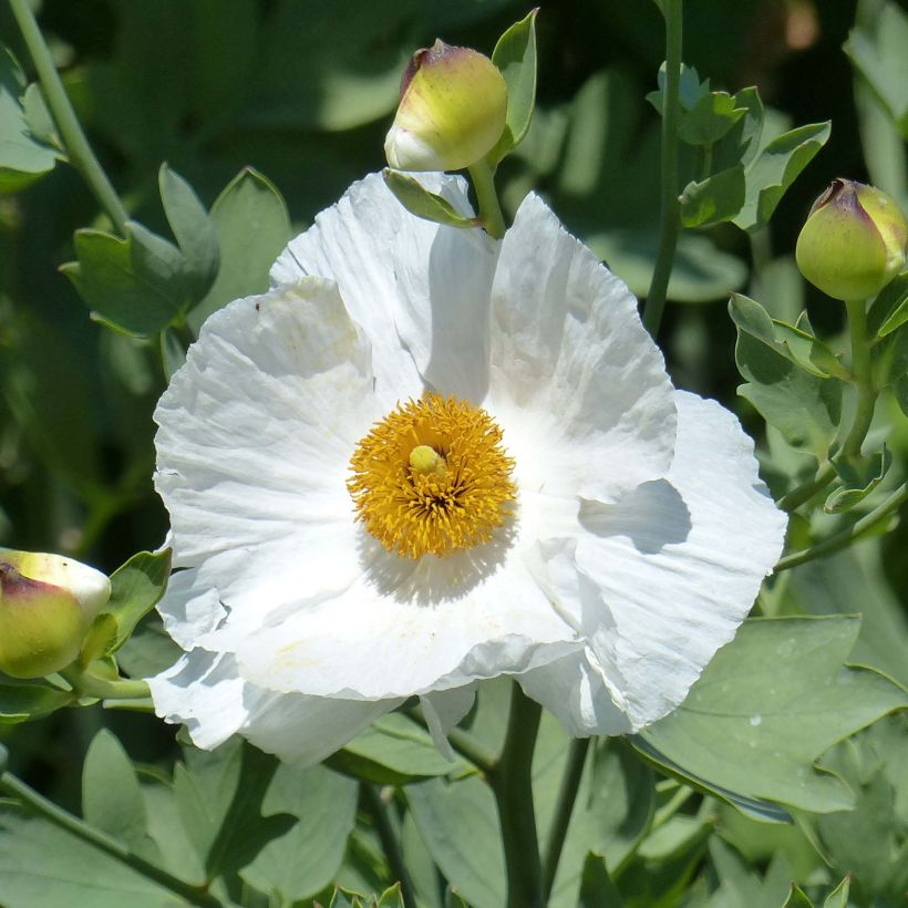 Romneya coulteri - Arbol de las amapolas (Floración)