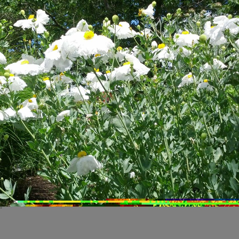 Romneya coulteri - Arbol de las amapolas (Porte)