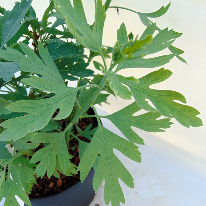 Romneya coulteri - Arbol de las amapolas (Follaje)