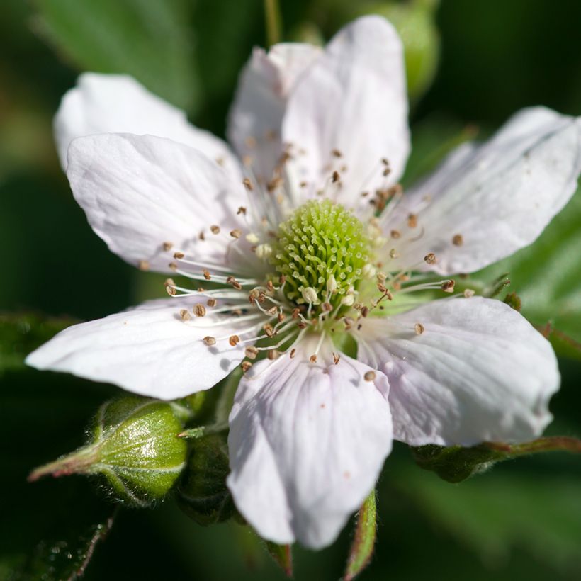 Zarzamora - Rubus fruticosus (Floración)