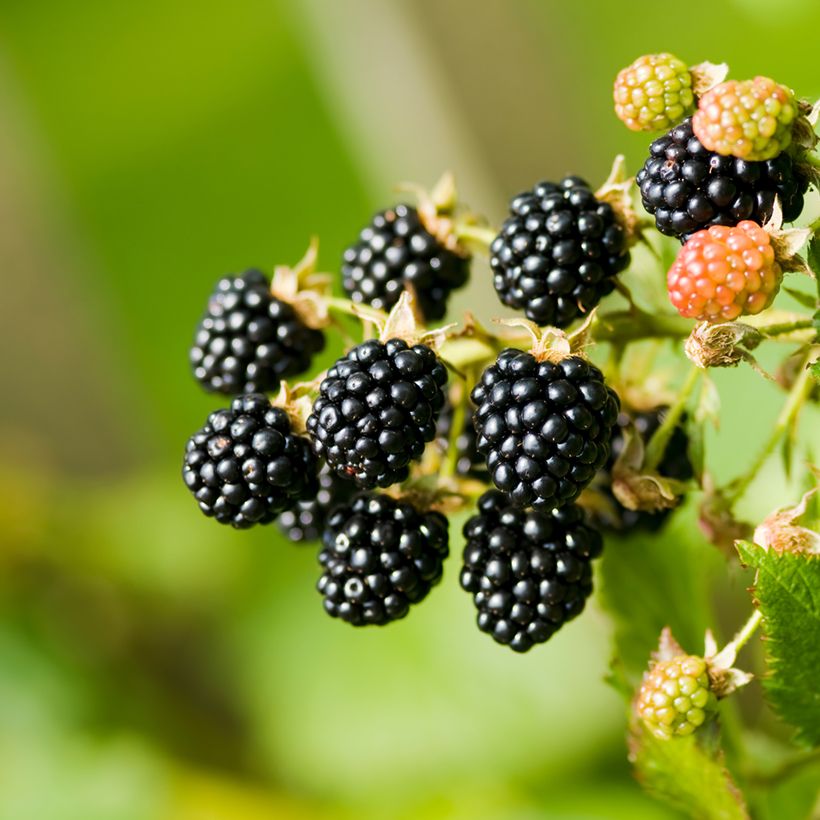 Zarzamora - Rubus fruticosus (Cosecha)