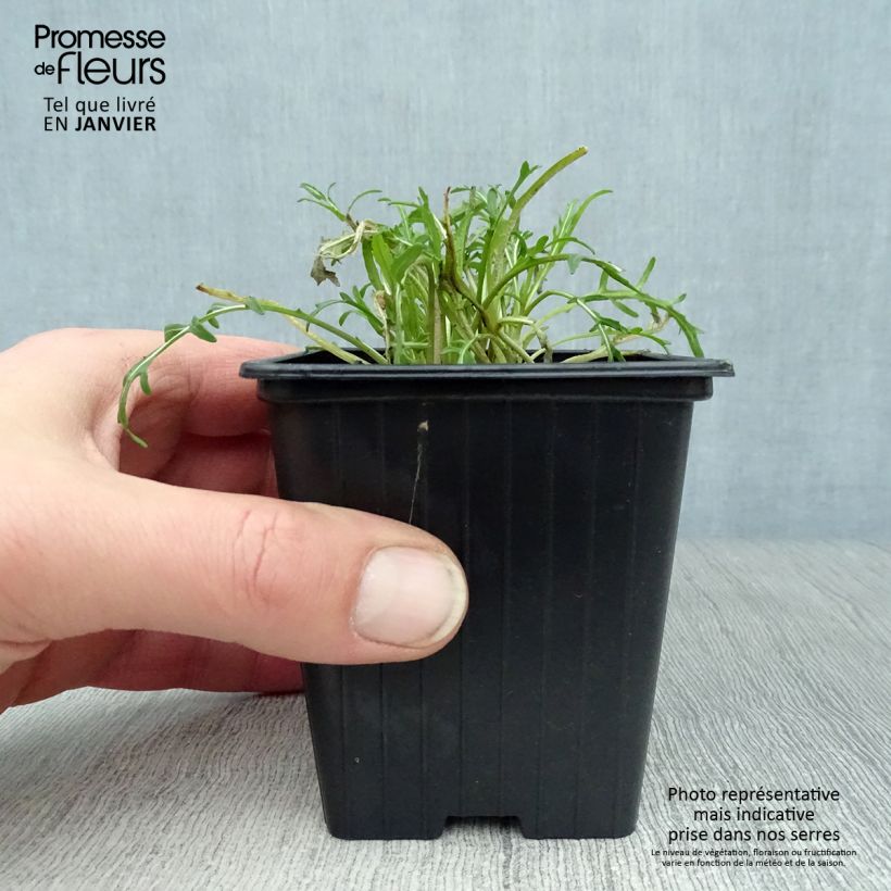 Roquette sauvage BIO - Diplotaxis erucoides Godet de 8 cm Ejemplar entregado en invierno