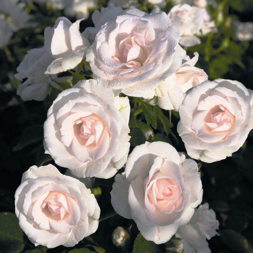 Rosal Aspirin Rose - Rosal tapizante (Floración)