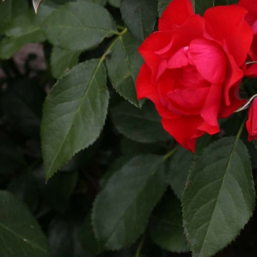 Rosal Black Forest Rose - Rosal tapizante (Follaje)