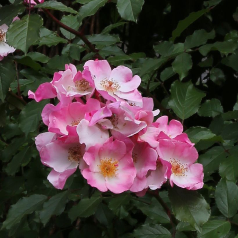 Rosal Rosy Cushion (Floración)